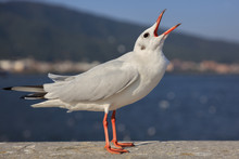 Seagull Posing With Its Mouth Open, Near The Water