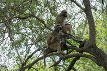 Bärenaviane In Einem Baum In Afrika Mit Baby