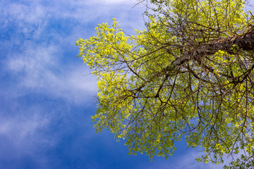 Crown poplar with fresh young foliage and blue sky with clouds.