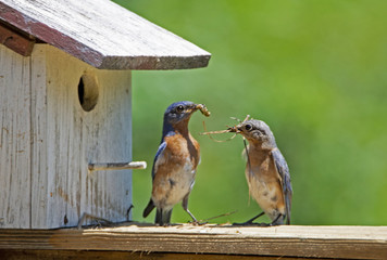 Wall Mural - Male and female Bluebirds stand together with green background.