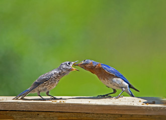 Wall Mural - A male Bluebird feeds his baby an insect.