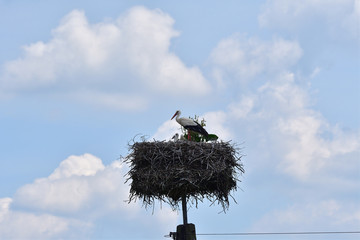 young stork in the family nest cared by mother 