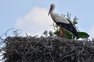 Little stork in the family nest cared by parent