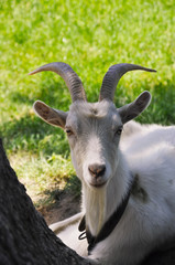 a white goat browse on green grass