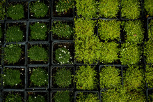 Many Ground Cover Plants For Sale. In Small Pots