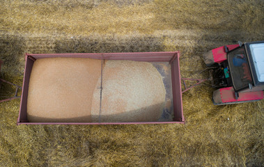 Wall Mural - Top view of trailer with harvested wheat grains