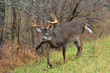Whitetail buck in Cades COve Smoky Mountain Tennessee