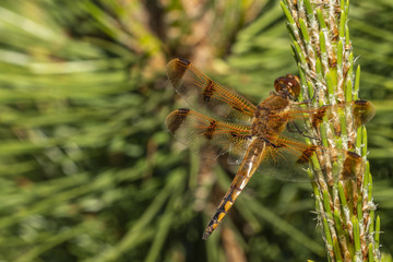 Wall Mural - Dragonfly