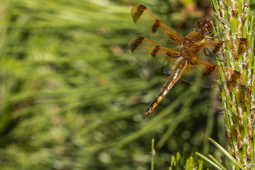 Wall Mural - Dragonfly