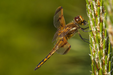 Wall Mural - Dragonfly