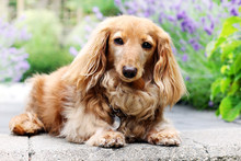 English Cream Longhair Dachshund Outside In Summer With Lavender Flowers In The Background. 