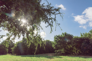 Wall Mural - Beautiful green urban park in Irving, Texas, USA. Well-groomed grass lawn, tall trees lush illuminated by sunshine during early spring morning. The United States is an excellent green country ecology