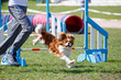 Small spaniel with handler jumping over hurdle in agility competition