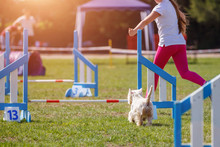 Westie With Handler Girl Running In Agility Competition