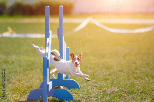 Fotografie, Obraz Jack russell terrier jumping over hurdle in agility competition