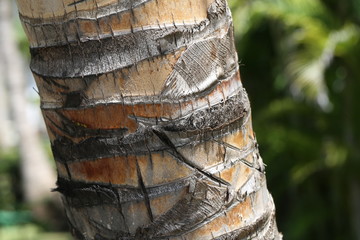  Trunk of coconut tree