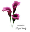 Realistic violet calla lily. The symbol of Royal beauty.
