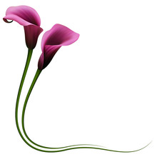 Realistic Violet Calla Lily, Corner. The Symbol Of Royal Beauty.