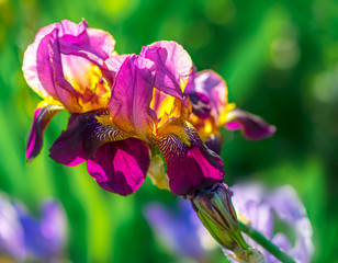 Bright saturated floral background with blur and bokeh . Close-up blooming colorful garden yellow blue purple and lilac iris.