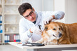 © Elnur - Doctor examining golden retriever dog in vet clinic