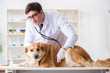 © Elnur - Doctor examining golden retriever dog in vet clinic