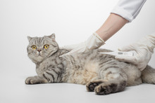 The Doctor's Vet Measures The Temperature Of The Cat In The Veterinary Clinic. Animal Health