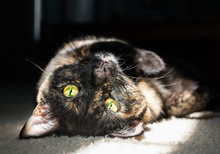 A Beautiful Tortoiseshell Cat Lays Upside Down As She Basks In A Morning Sunbeam