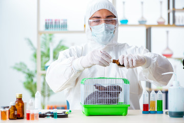 Scientist doing testing on animals rabbit