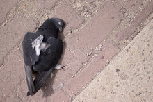 Dead Pigeon On A Block