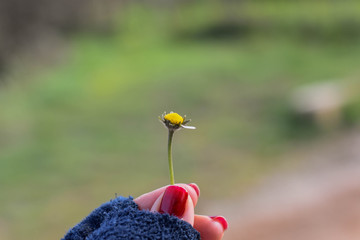 The girl guesses on love on a meadow chamomile