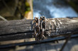 © AP Adobe Contributor - Catena su tronco di legno solido