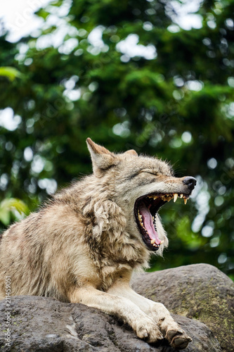 旭山動物園のシンリンオオカミ Stock 写真 Adobe Stock 旭山動物園のシンリンオオカミ Stock 写真 Adobe Stock