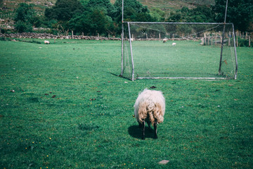 Wall Mural - Sheep on the scenic fields of Black Valley in county Kerry, Ireland