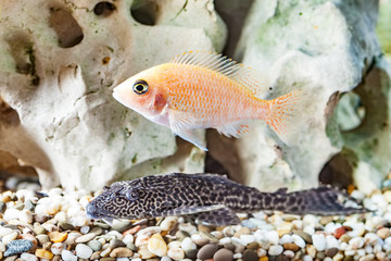 Wall Mural - Photos Malawi cichlids fish closeup