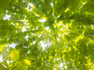 View from bottom to top - green leaves on the trees against sunlight