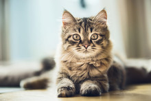 Portrait Of A Fluffy Siberian Kitten With A Beautiful Fur Coat On The Floor At Window, Looking At Camera