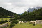 Fototapeta  - A herd of sheeps in Ehrwald mountains at Seebensee lake