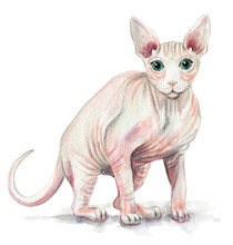 Picture Of A Sphynx Cat In White Background. Watercolor Hand Painted Illustration