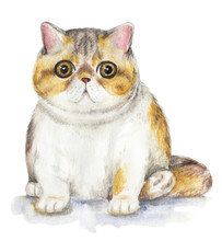 Picture Of A Exotic Cat In White Background. Watercolor Hand Painted Illustration