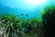 Underwater sea grass and blue ocean  