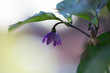 Purple serrano pepper flower with green foliage