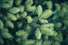 Beautiful Evergreen Branch Of Christmas Tree Close-up. Green Background Of Needles Little Coniferous Tree With Copy Space. Fragment Of Small Fir Is Closely. Greenish Natural Spruce Texture In Macro.