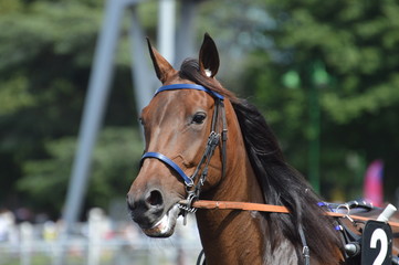 Poster - cheval de courses