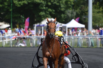 Poster - cheval de courses