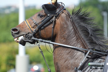 Poster - cheval de courses