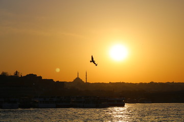  Bird, Sun and Mosque