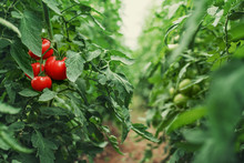 Tomatoes In A Greenhouse. Horticulture. Vegetables