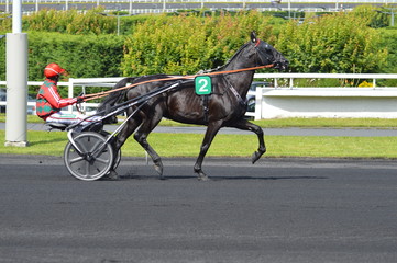 Poster - cheval de courses