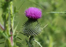 Cirsium Vulgare Flower, The Spear Thistle, Bull Thistle, Or Common Thistle, Blooming In Summer