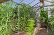Selbstversorger Bio Gewächshaus im eigenen Garten